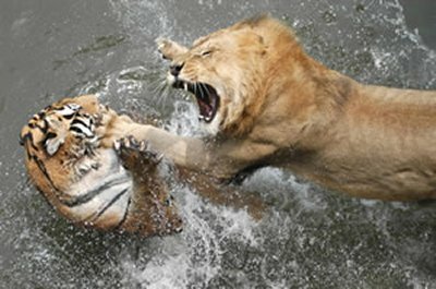 Harimau Vs Singa, Siapa Yang Menang? [ www.BlogApaAja.com ]